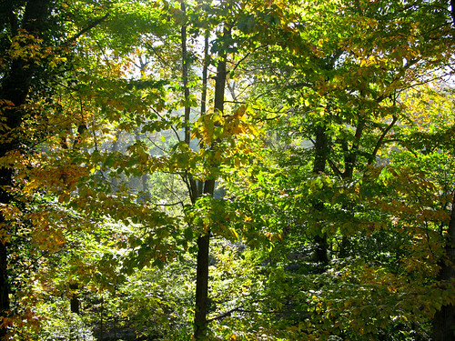 autumn leaves morninglight october roadtrip charleston westvirginia charlestonwv autumnlight fall2009 wvohiotrip