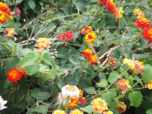 flowers plant flores colors méxico colores vegetal