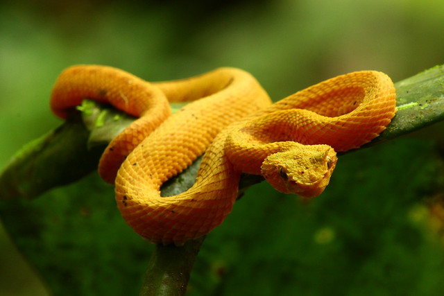 Golden Eyelash Viper | Flickr - Photo Sharing!