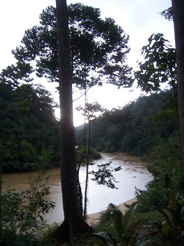 rainforest jungle tamannegara malaisie