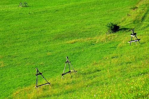 summer green meadow poland
