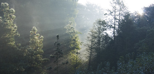 morning trees light brussels sunlight silhouette forest sunrise woods belgium cast rays teveuren