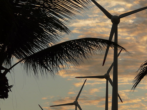 sunset sky cloud tree freeassociation silhouette fotosencadenadas brasil coconut palm turbine eolic sooc fz18 arimm