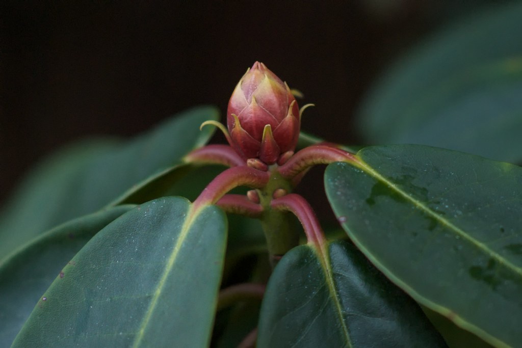 Rhododendron(?) Bud - Manual Week Day 2