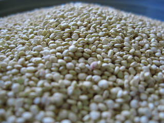 Quinoa - IMG_3429.JPG