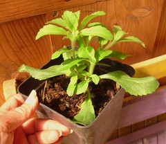 Stevia plant pinched out about ten days ago - Photo of Beauregard-et-Bassac