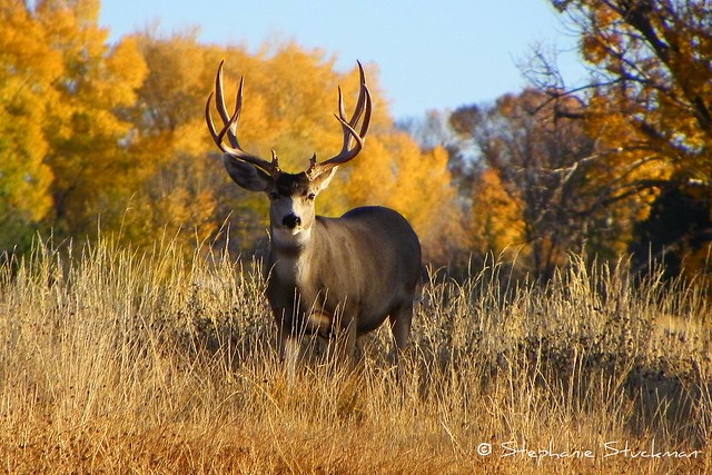Giant Mule Deer Bucks - a gallery on Flickr