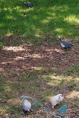 126/365: Friday, May 06, 2011: Newly blended Guineafowl flock in need of family counseling
