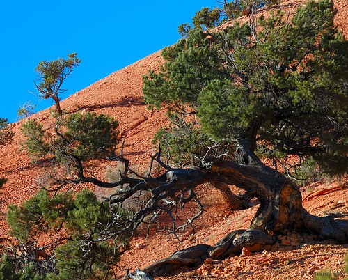 orange tree nature rock pine utah ut hiking redcanyon