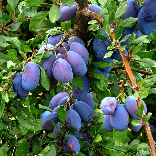 prunes / plums