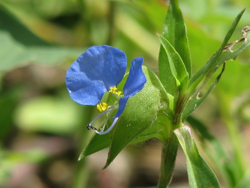 blue flower texas wildflower dayflower menard texaswildflower commelinaerecta mlhradio