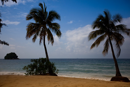 sea tree beach palm malaysia pulautioman