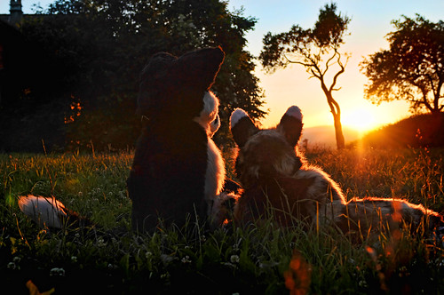 trees costumes sunset dog sun grass animals switzerland furry nikon furries bern lying d300 fursuits