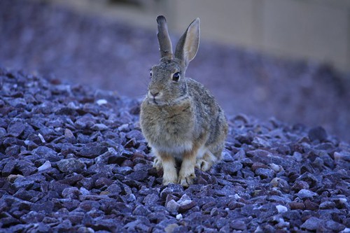rabbit bunny backyard hare az cottontail prescottvalley minguswestsubdivision