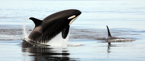 orcas & humpbacks