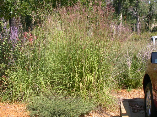 grass montana habit habitat poaceae steppe perennial latesummer bunchgrass bigbluestem pompeyspillar andropogon andropogongerardii warmseason disturbedsite drysite