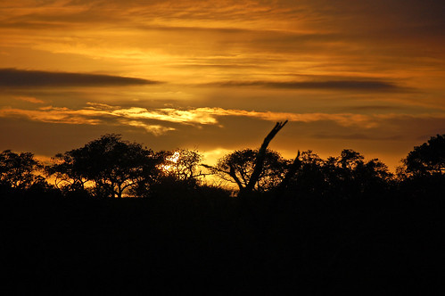 africa sunset londolozi