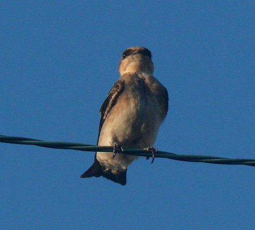 bird oklahoma aves juvenile rarity hirundinidae tillmancounty hackberryflatwma caveswallow petrochelidonfulva ebird plumagestudy obrc