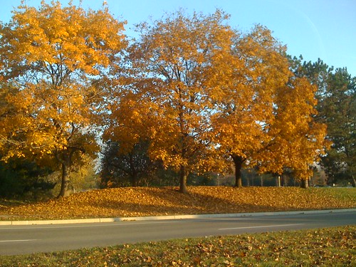 road autumn trees red orange ontario bus fall uw window colors leaves car yellow geotagged colours explore route waterloo leafs universityavenue 2009 iphone geo:lat=43470768997957634 geo:lon=8053827965641403