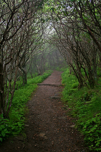mountain fog nc spring ben path hell foggy northcarolina tunnel trail craggy rhododendron dome pierce laurel blueridgeparkway wnc craggygardens