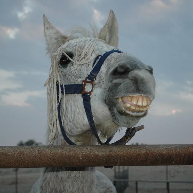 ugly horse | Flickr - Photo Sharing!