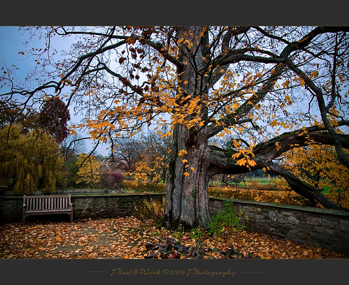 trees tree nature photoshop canon germany landscape eos yahoo google flickr raw adobephotoshop oliver image © adobe frame landschaft baum rahmen lightroom copyrighted supershot pixelwork photographyrocks 500px canoneos50d thebestofday flickrlovers thelightpainterssociety doubledragonawards artofimages pixelwork©2009photography expressyourselfaward universeofnature oliverhoell theacademytreealley photospape allphotoscopyrighted