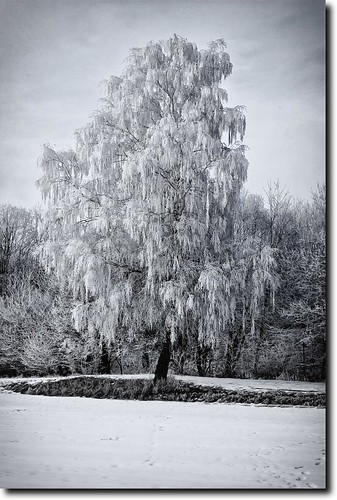 schnee winter snow cold tree ice landscape deutschland frost january kalt eis landschaft baum januar kälte niedersachsen ossenfeld