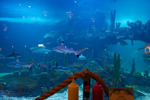 lunch aquarium restaurant day indoor litchfieldpark wildlifeworldzoo tiburón