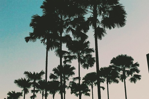 love california palm freedom panama stylish indie vintage paradise dreaming daydream dreams kiss sky sunset happy america photography nature background fashion tumblr life forest