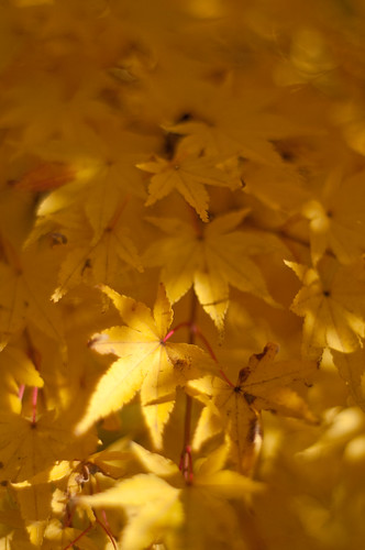 autumn fall yellow japanese bokeh maples nationalarboretum nikon50mmf18