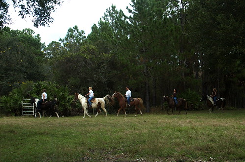 horses florida bunnell