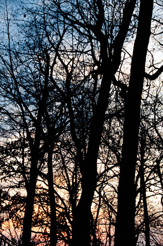 trees sunset winery schorrlake