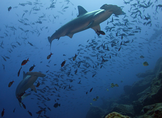 2008 Galapagos 05274
