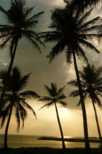 sunset sea tree nature evening asia natur palm srilanka alam ambalangoda sekitar earthasia natureselegantshots ©sekitar