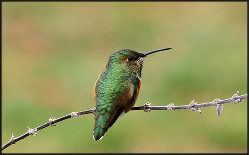 green hummingbird sigma apo hummer dg 70300