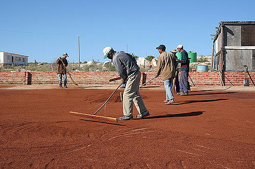 Workers drying rooibos in South Africa