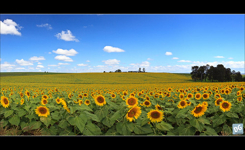 panorama flower field canon australia sunflowers killarney sunflower queensland canonef1740mmf4lusm girasol girasoles 6exp hoyapolariser 5dmkii goomburraqueenmaryfallstrip