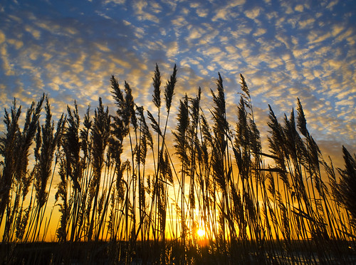 sky plants cloud silhouette sunrise reeds wetlands grasses marshland mackerelsky