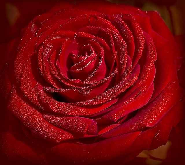 Rosas esplendidas 2 - a gallery on Flickr