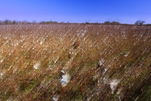 field farm alabama gimp cotton selmahighway