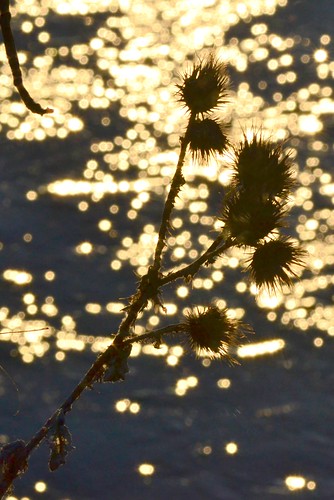 sunset reflection water thistle