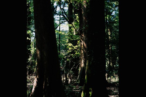 tree film nature 35mm mississippi olympus scan swamp cypress om preserve greenville wetland om2s omsystem