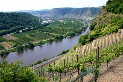Vinranker i Moseldalen