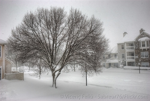 white snow storm tree virginia nikon snowstorm springfield blizzard hdr vicenç photomatix d80 nikond80 feliú tamron18270 sabreur76 vicençfeliú