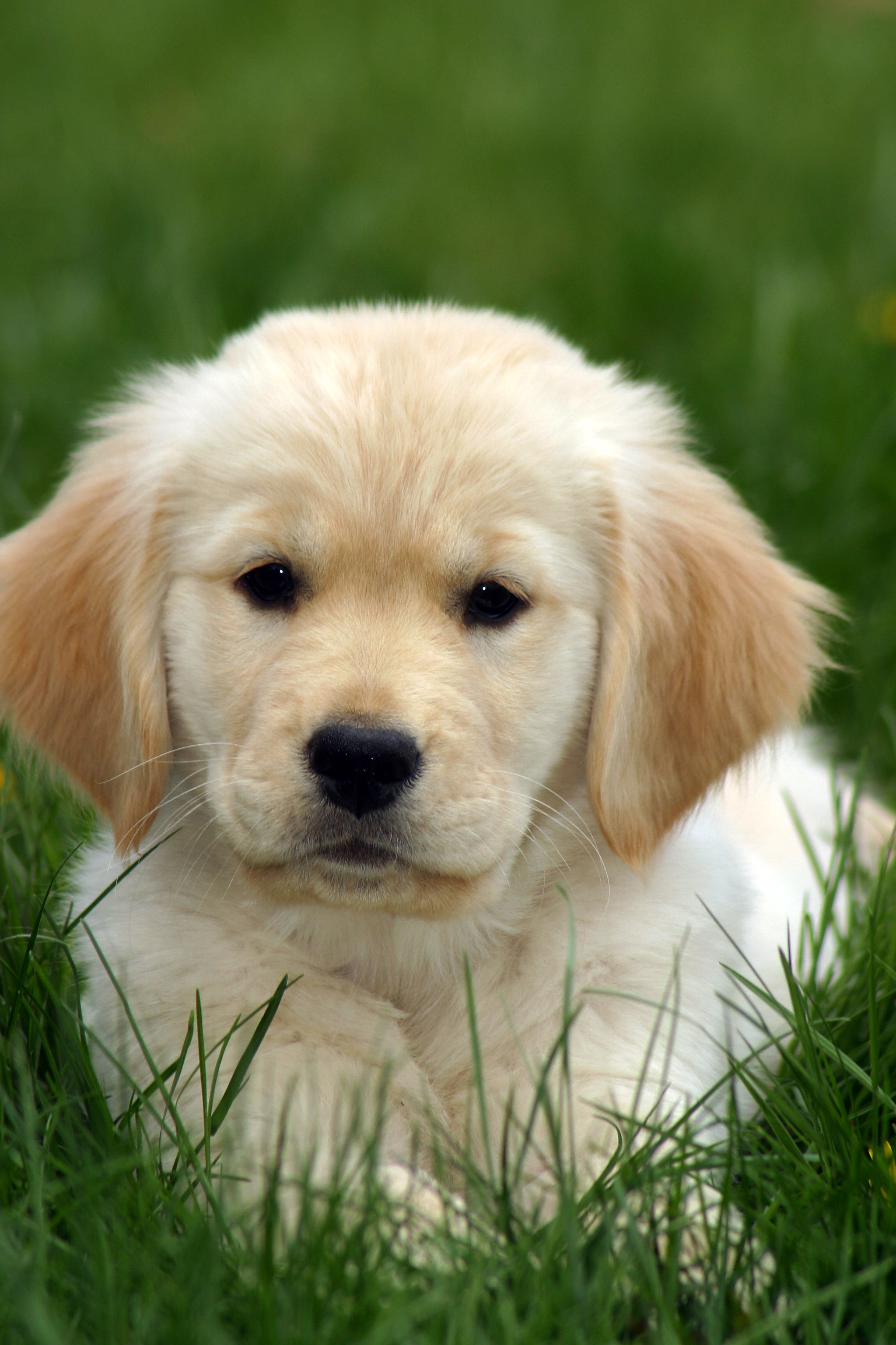 Golden Retriever Puppy in Grass | Flickr - Photo Sharing!