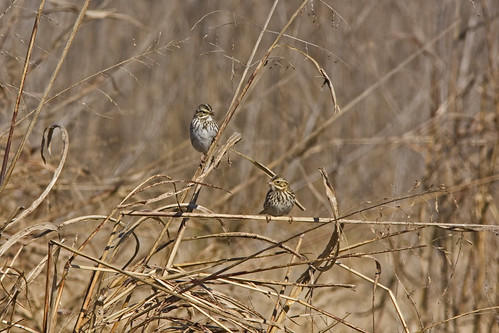 bird sparrow savannahsparrow