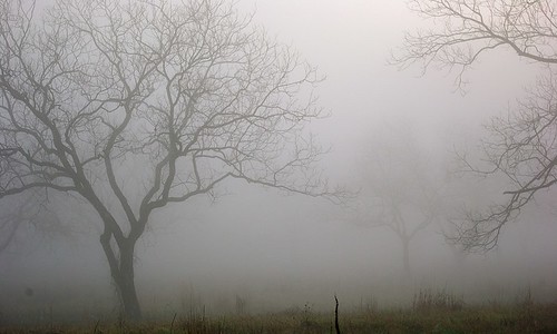morning tree fog landscape pentax cliché project365 k2000 justpentax