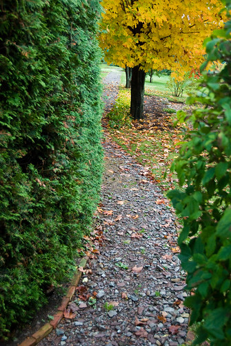 autumn fall leaves automne garden jardin feuilles riviereduloup williamfraser fraserville manoirfraser 32ruefraser fraserestate