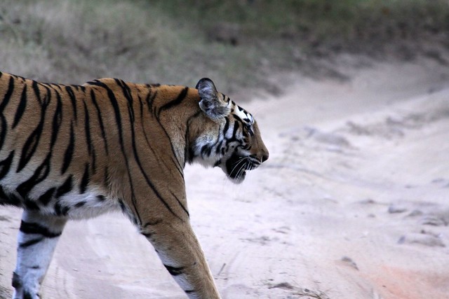 bandhavgarh tiger
