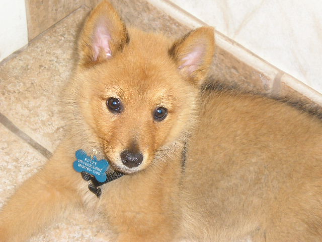 Finnish Spitz puppy | Flickr - Photo Sharing!